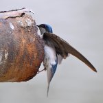 Swallow.jpg