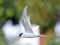 Tern4.jpg