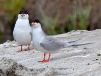 Tern5.jpg