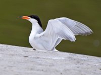 Tern6.jpg