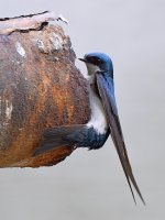 Swallow2.jpg
