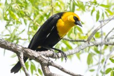 YellowBB-100.jpg