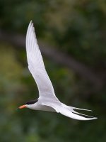Tern.jpg