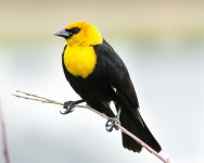 YellowBB-102.jpg