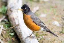 Robin -130.jpg