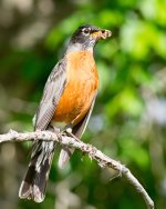 Robin -131.jpg