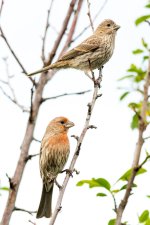 House Finch Pair-100.jpg