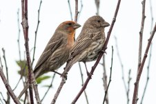 House Finch Pair-101.jpg