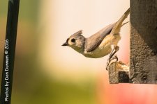 Afternoon Birds-8184.jpg