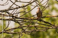 Afternoon Birds-8189.jpg