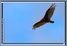 Afternoon Birds-8203-Edit.jpg