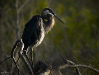 Great Heron.jpg