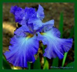 Blue Iris 6-1-2016.jpg