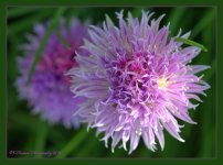 Purple Allium 'Millenium' 6-1-2016.jpg