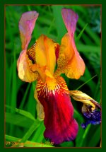 Colorful Bird Iris 6-1-2016.jpg