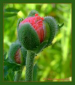 Poppy Bud 6-1-2016.jpg