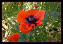 Red Poppy 6-1-2016.jpg