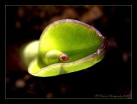 Baby Canna Leaf 6-1-2016.jpg