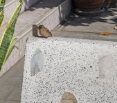 walk-around_17.jpg