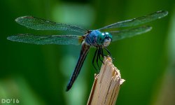 213138d1464480126t-d3300-pics-dsc_0159.jpg