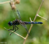 213139d1464480132t-d3300-pics-dsc_0028.jpg