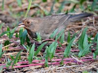 Towhee.jpg