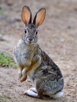 Rabbit.jpg