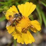Bee2.jpg