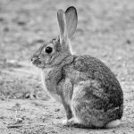 RabbitBW.jpg
