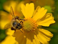 Bee.jpg