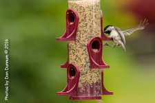 Afternoon Birds-8267.jpg