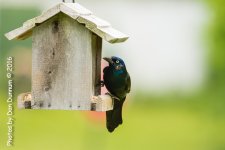 Afternoon Birds-8279.jpg