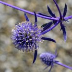 Thistle.jpg