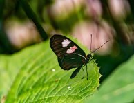 Butterfly-10.jpg