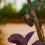 Butterfly-2.jpg