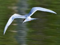 Tern2.jpg