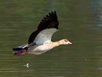 Goose.jpg