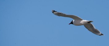 DSC_4235+Friday am Birding-0082.jpg