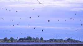 DSC_4050 -1.jpg