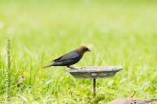 Afternoon birds-8297.jpg