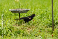 Afternoon birds-8316.jpg