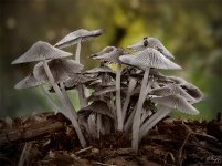 Toadstools focus stacking.jpg