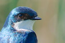 DSC_4376+Friday am Birding-0017.jpg