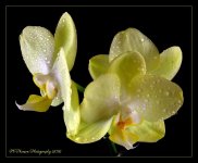 Yellow White Orchid 6-3-2016.jpg