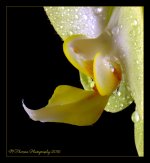Yellow White Orchid Close Up 6-3-2016.jpg