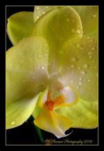Yellow White Orchid Close Up #2 6-3-2016.jpg