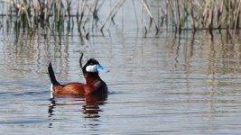 DSC_4113+Friday am Birding-0073.jpg