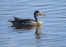 DSC_3939+Friday am Birding-0054.jpg