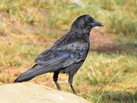 Crow.jpg