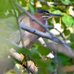 GreenHeron.jpg